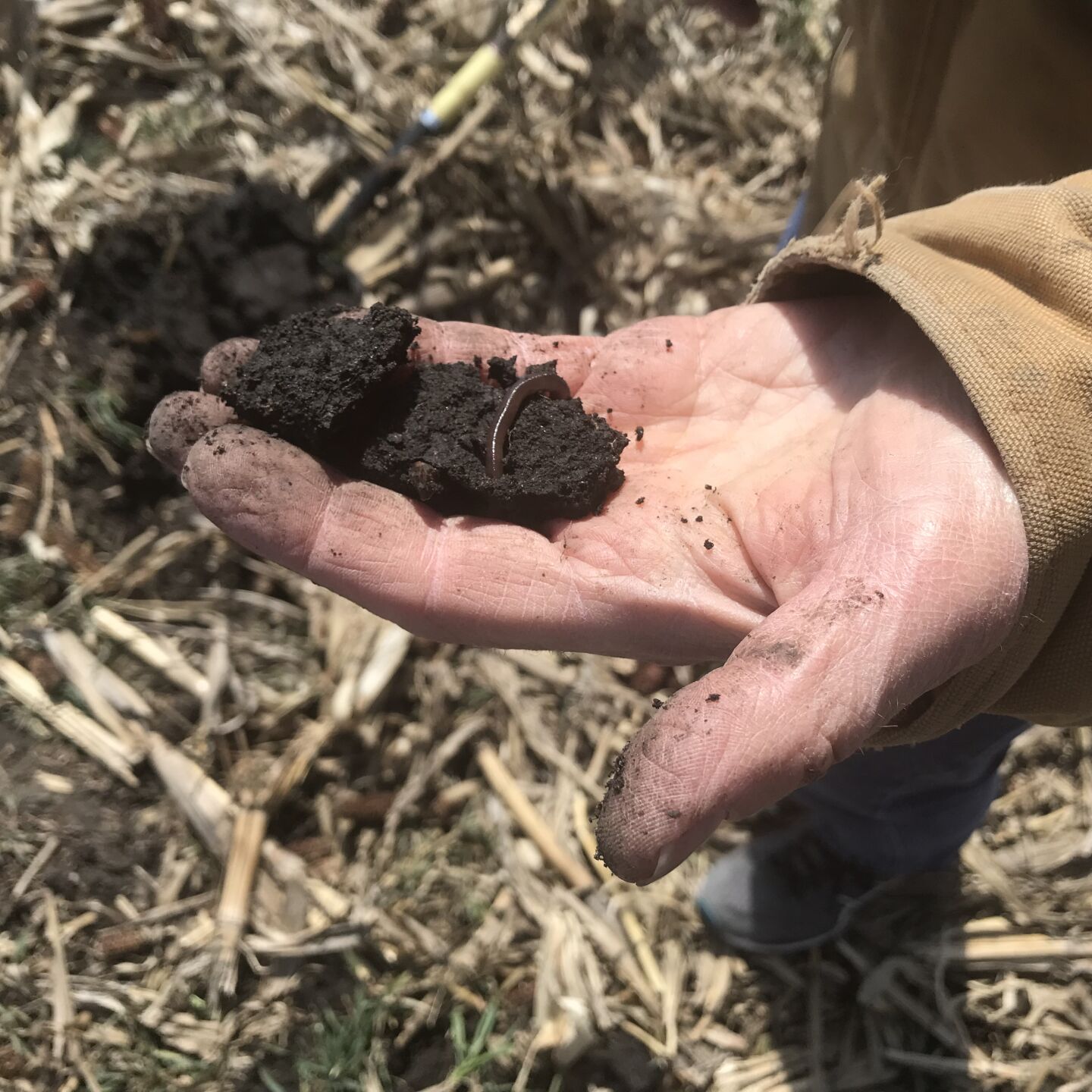Soil in hand (Journal photo)