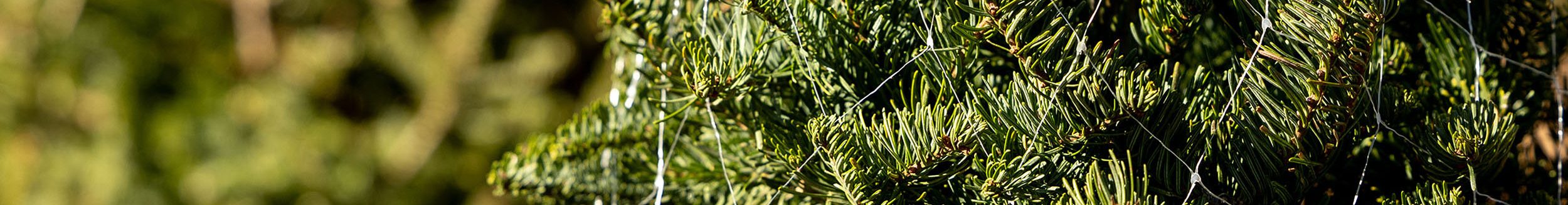 Inspect the limbs of fresh-cut Christmas trees to help ensure insect pests don’t end up spending the holidays indoors. (Photo by Mitchell Alcala, OSU Agriculture)