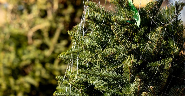 Inspect the limbs of fresh-cut Christmas trees to help ensure insect pests don’t end up spending the holidays indoors. (Photo by Mitchell Alcala, OSU Agriculture)
