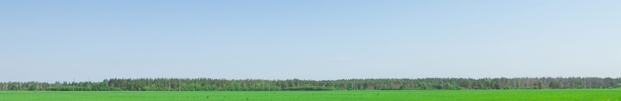 Summer landscape with green grass field and blue sky
