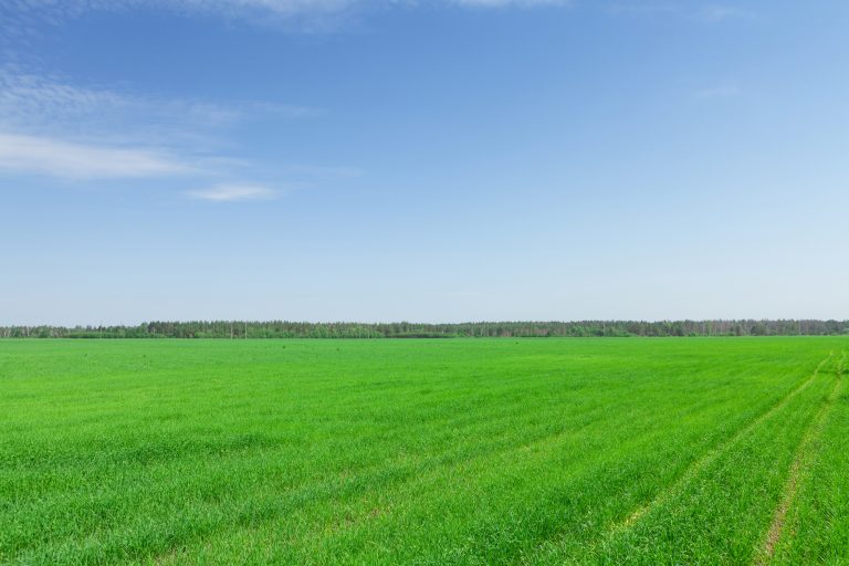 Summer landscape with green grass field and blue sky
