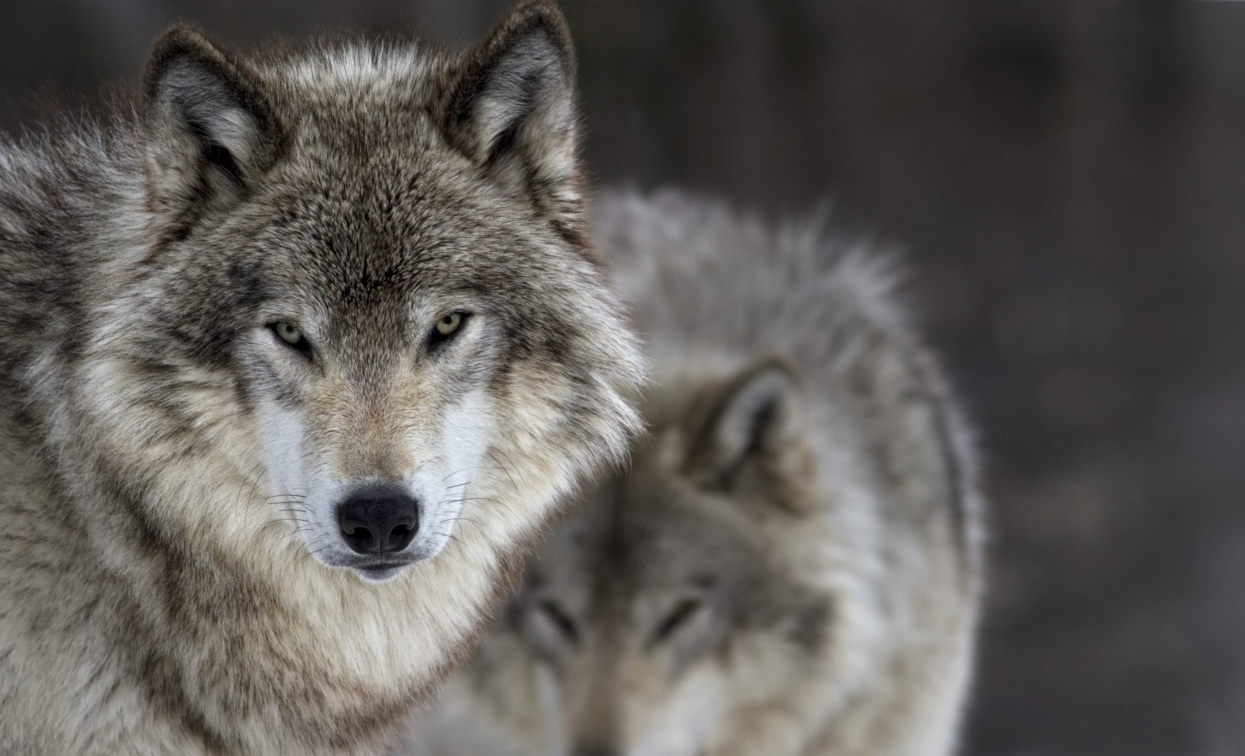 Two gray wolves (Photo: iStock - LeFion)