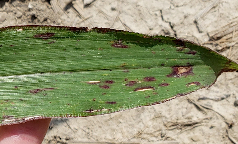 Insignum AgTech develops plant genetic traits that give farmers an early indication of yield-limiting factors like disease. The U.S. Department of Agriculture’s Animal and Plant Health Inspection Service recently announced the plants are not subject to regulation. (Insignum AgTech photo.)