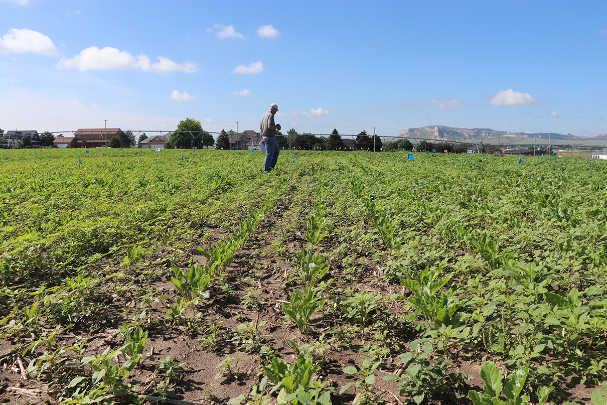 During the 2023 Weed Tour at the Panhandle Research Extension and Education Center, a man walks a weedy sugar beet crop where research is being done. (Photo by Chabella Guzman.)