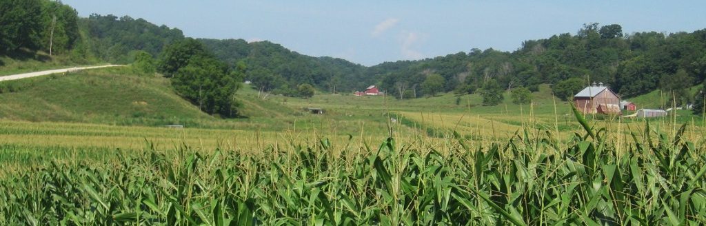 A corn crop from northeast Iowa. (Courtesy photo.)