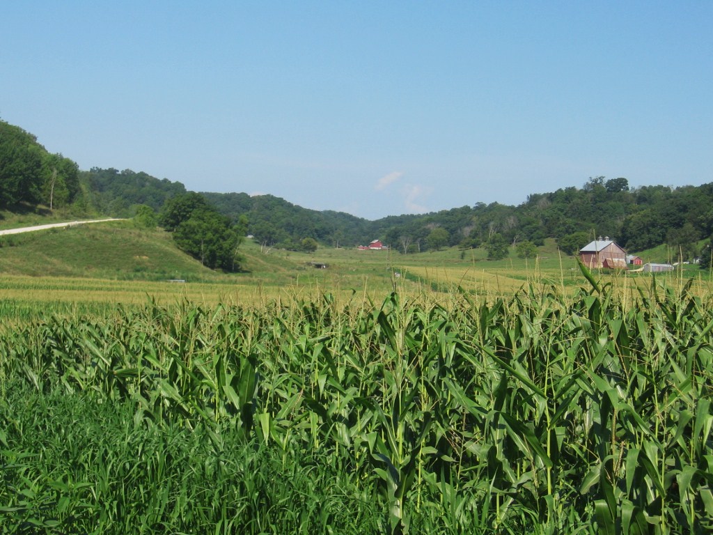A corn crop from northeast Iowa. (Courtesy photo.)