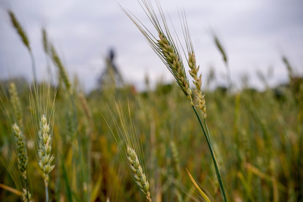 Wheat producers can learn more about identifying pests and diseases in wheat and how to increase yield in their crops at the Jan. 22 Wheat Scout School in Bartlett. (Texas A&M AgriLife photo by Laura McKenzie)