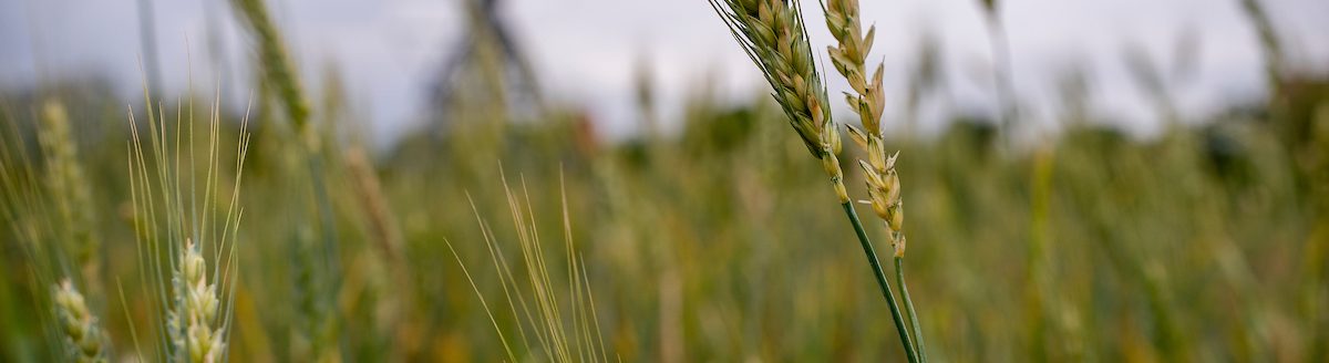 Wheat producers can learn more about identifying pests and diseases in wheat and how to increase yield in their crops at the Jan. 22 Wheat Scout School in Bartlett. (Texas A&M AgriLife photo by Laura McKenzie)