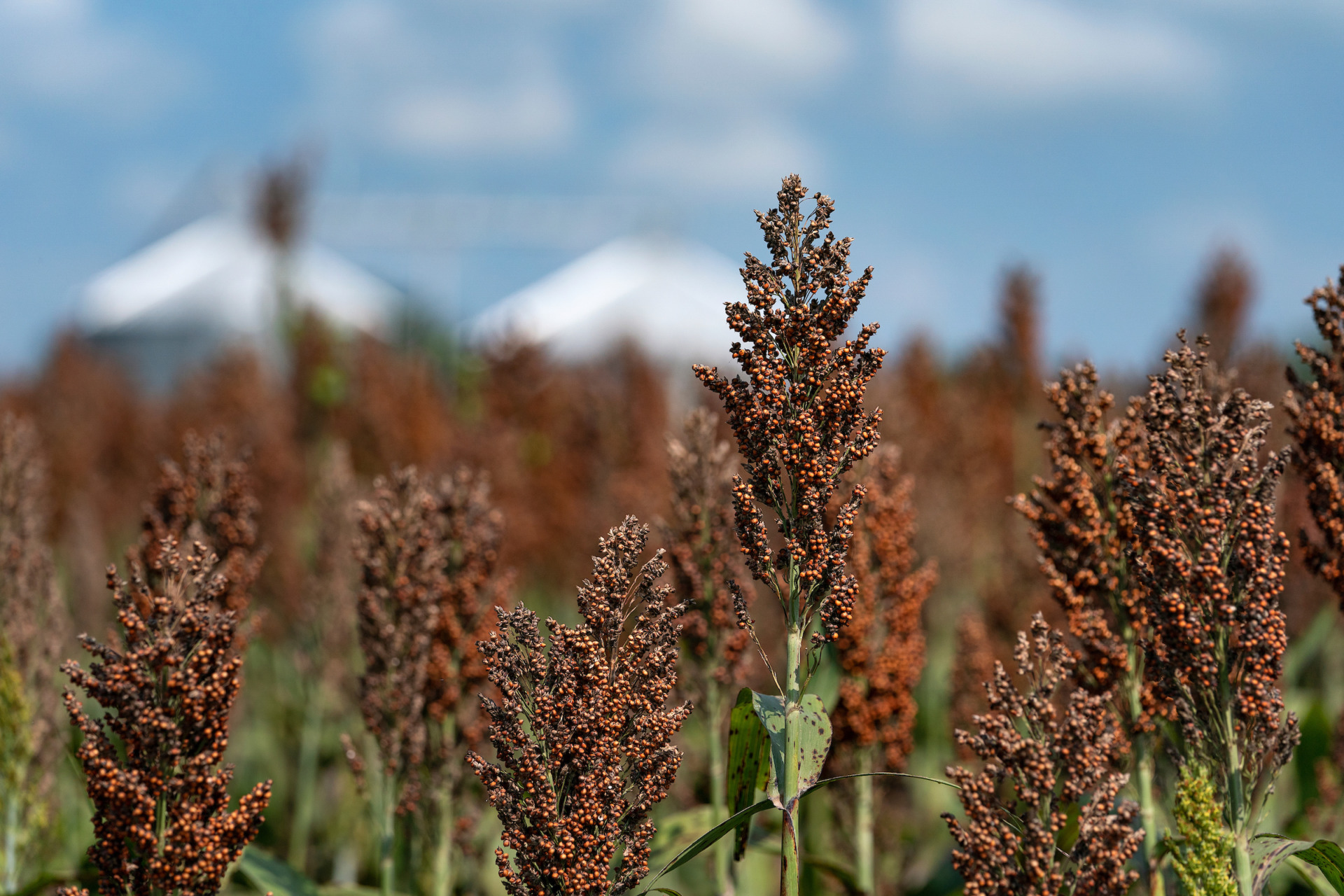 Winter garden row crops, such as sorghum, will be discussed during the Jan. 29 Winter Garden Row Crop Conference in Hondo. (Texas A&M AgriLife photo by Laura McKenzie)