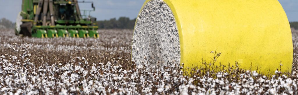 The cotton market will be one of the topics discussed at the 2024 Southeast Panhandle Agriculture Conference on Jan. 16 in Clarendon. (Texas A&M AgriLife photo by Laura McKenzie.)