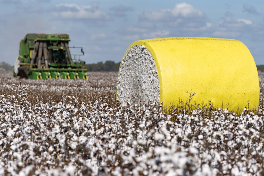 The cotton market will be one of the topics discussed at the 2024 Southeast Panhandle Agriculture Conference on Jan. 16 in Clarendon. (Texas A&M AgriLife photo by Laura McKenzie.)