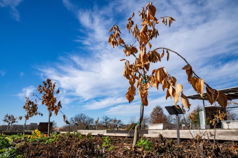 Freeze damaged trees may not make it after this latest cold snap, but homeowners should give high-value plants a chance to recover before removing them. ‘Looking dead’ is not necessarily dead in many cases. (Texas A&M AgriLife photo by Courtney Sacco)