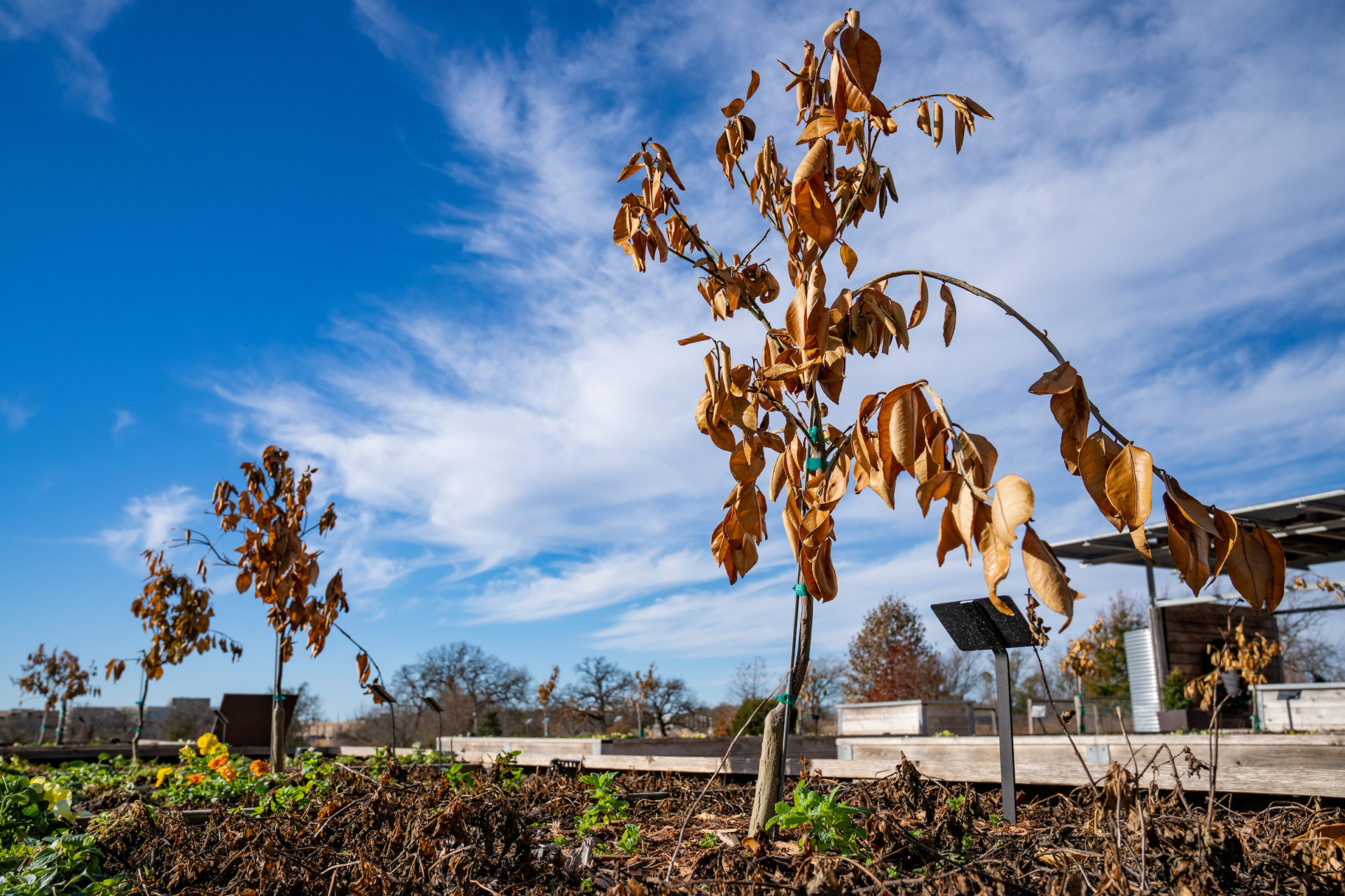Freeze damaged trees may not make it after this latest cold snap, but homeowners should give high-value plants a chance to recover before removing them. ‘Looking dead’ is not necessarily dead in many cases. (Texas A&M AgriLife photo by Courtney Sacco)