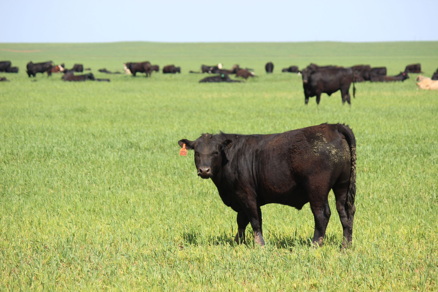 Cattle - forage (Journal photo by Lacey Newlin.)
