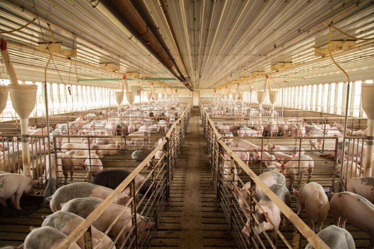 Pig pens (Courtesy photo)