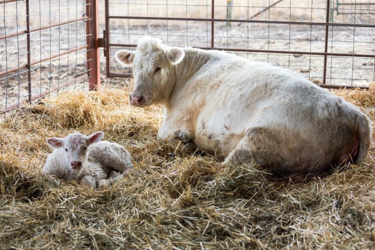 Calving (K-State courtesy photo)