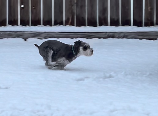 Schnauzer gets some playtime in the snow in Fayetteville. Taken Jan. 5, 2024. (U of A System Division of Agriculture still courtesy Kwan Seo).