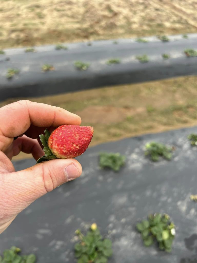 December strawberry growing in Independence County, Arkansas, found just before Christmas. (U of A System Division of Agriculture photo by Matt Davis.)