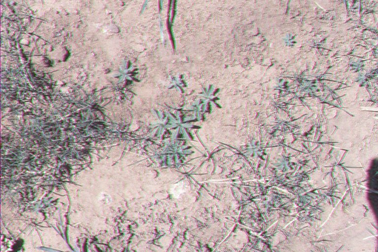 Kochia seedling. (Courtesy photo.)
