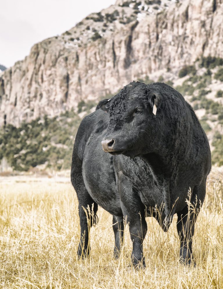 Shane and Beth Temple operate the T-Heart Ranch, La Garita, Colorado, and are known for their top of the line high altitude bred females and SimAngus bulls. (Courtesy photo.)
