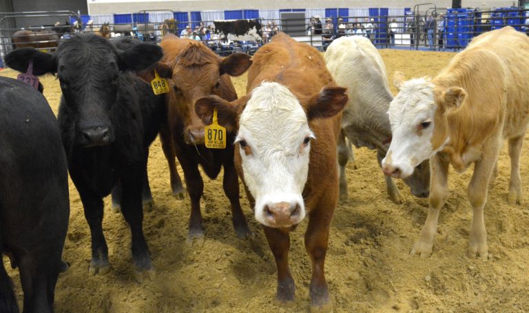 Calf sale (Texas A&M AgriLife Extension Service courtesy photo by Blair Fannin.)