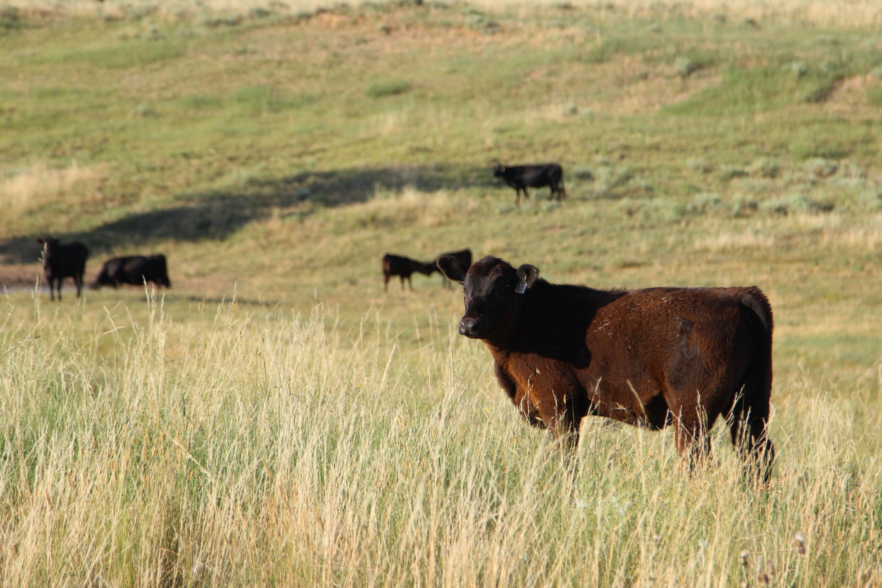 Calves (Journal photo by Jennifer M. Latzke)