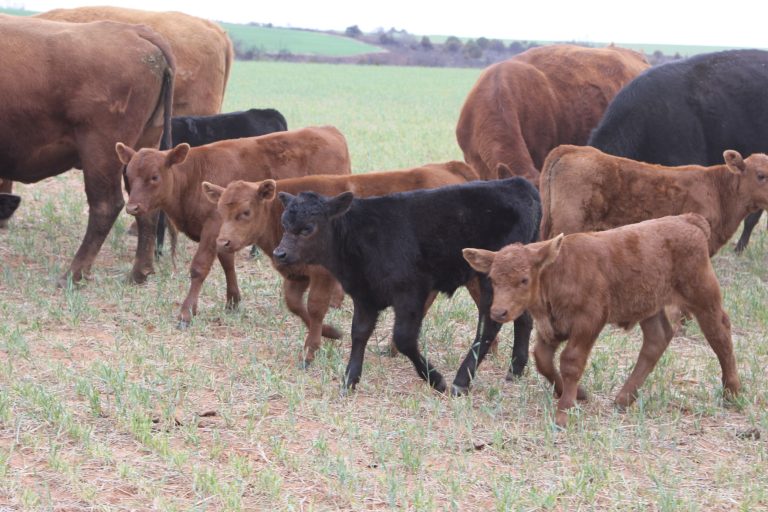 Calves (Journal photo by Jennifer M. Latzke)