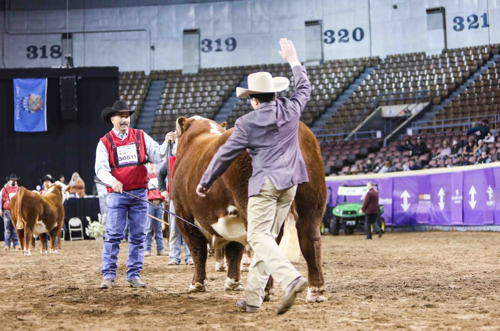 A judge dramatically selects a champion Hereford bull by giving it a congratulatory slap on the back during Cattlemen's Congress. (Photo courtesy Next Level Images.)
