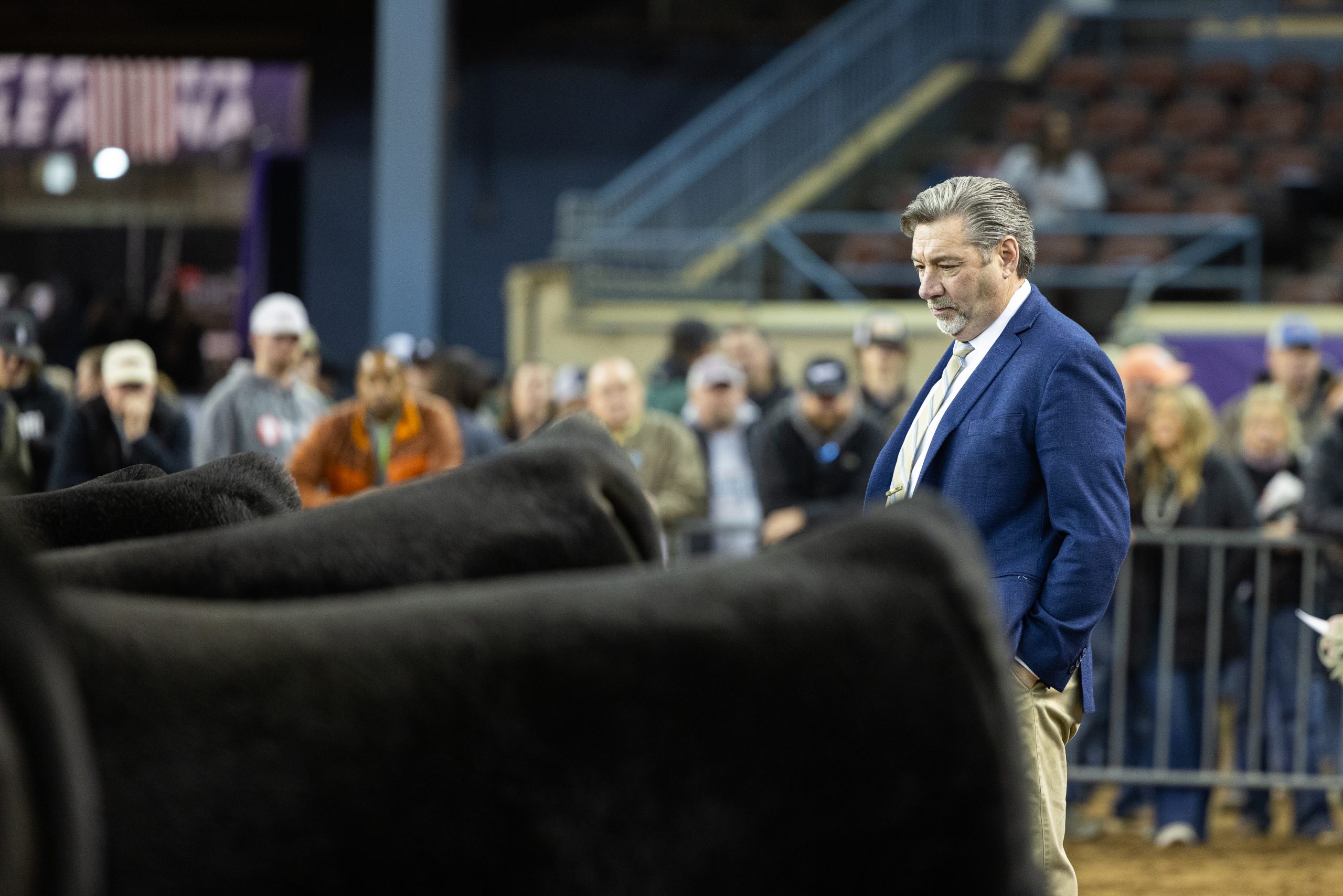 The judge examines the livestock in a class at Cattlemen's Congress. (Photo courtesy Next Level Images.)
