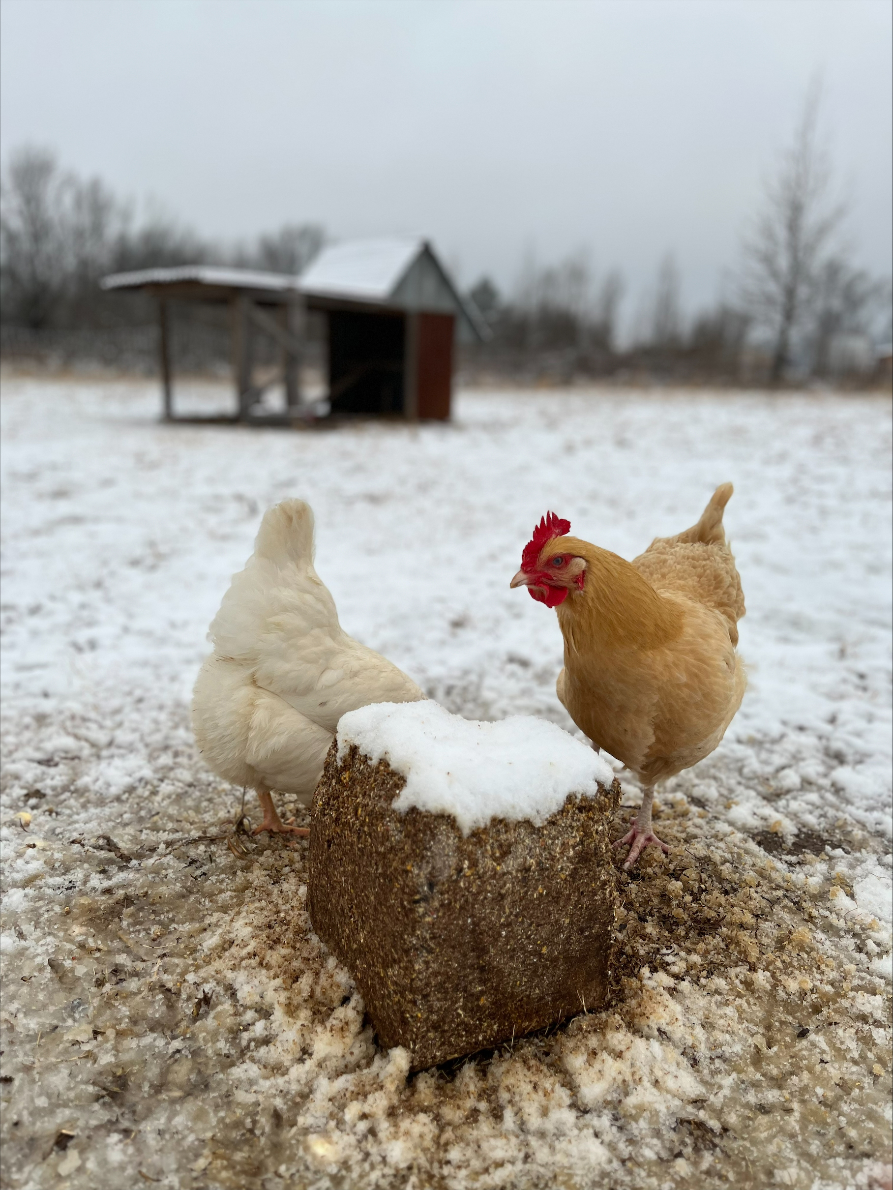Backyard flock members brave the snow in early January 2024 to enjoy a feed cake. (Image courtesy John Lovett.)