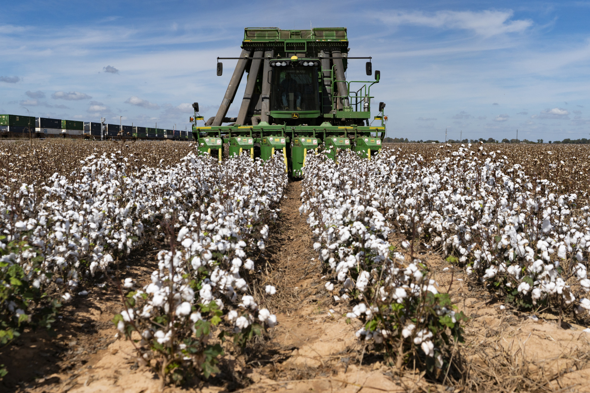 Cotton and grain crops will be discussed during the Jan. 17-18 Red River Crops Conference in Altus, Oklahoma. (Texas A&M AgriLife photo by Laura McKenzie.)