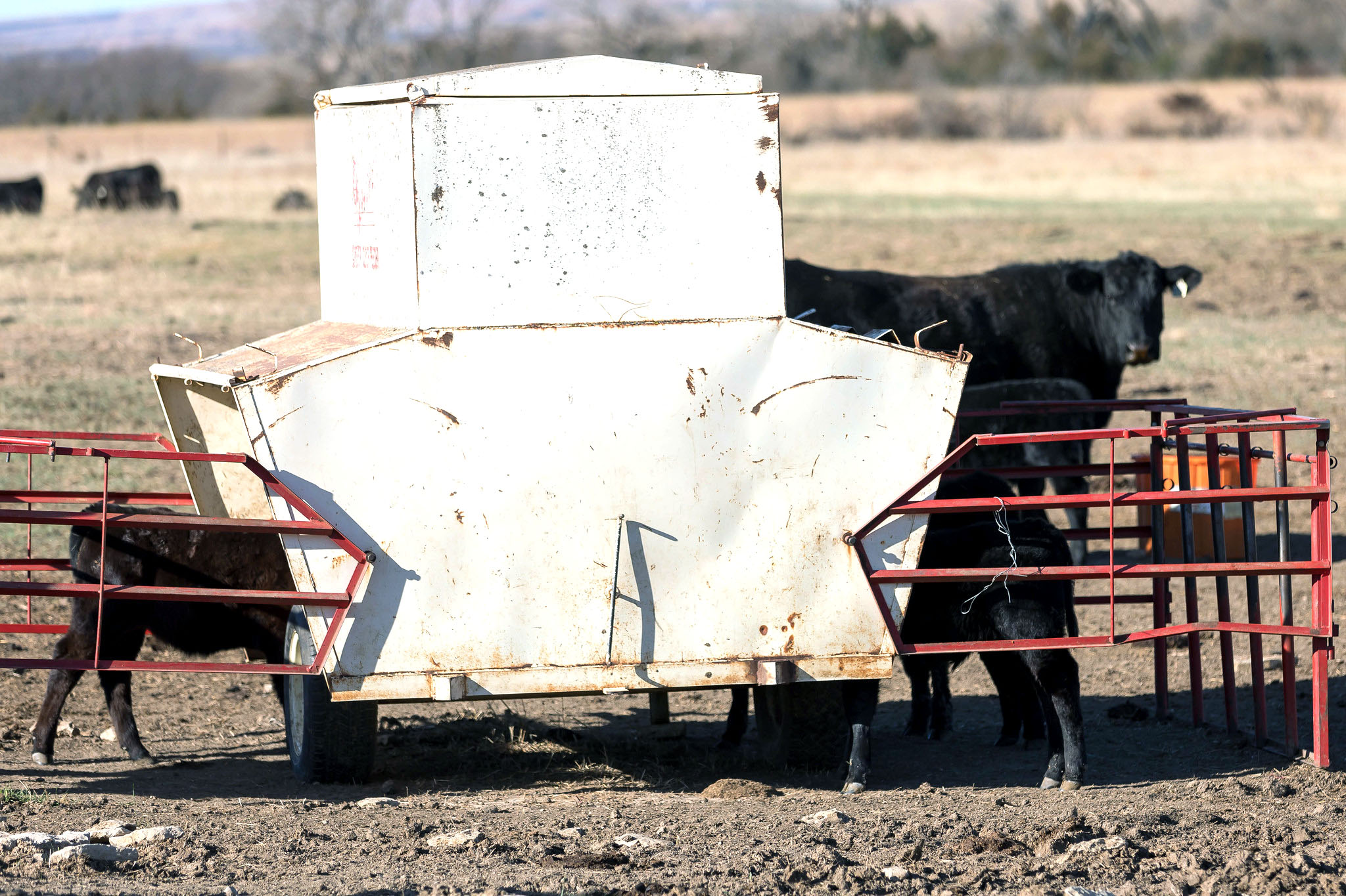 To help meet their nutritional needs calves sometimes are offered creep feed while still nursing their dams. (Photo courtesy of Kansas State University Research and Extension.)