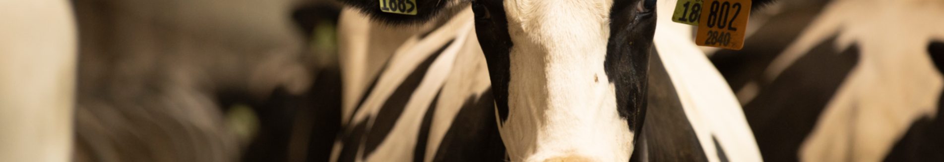 Holstein cow. (Photo courtesy of Boehringer Ingelheim.)