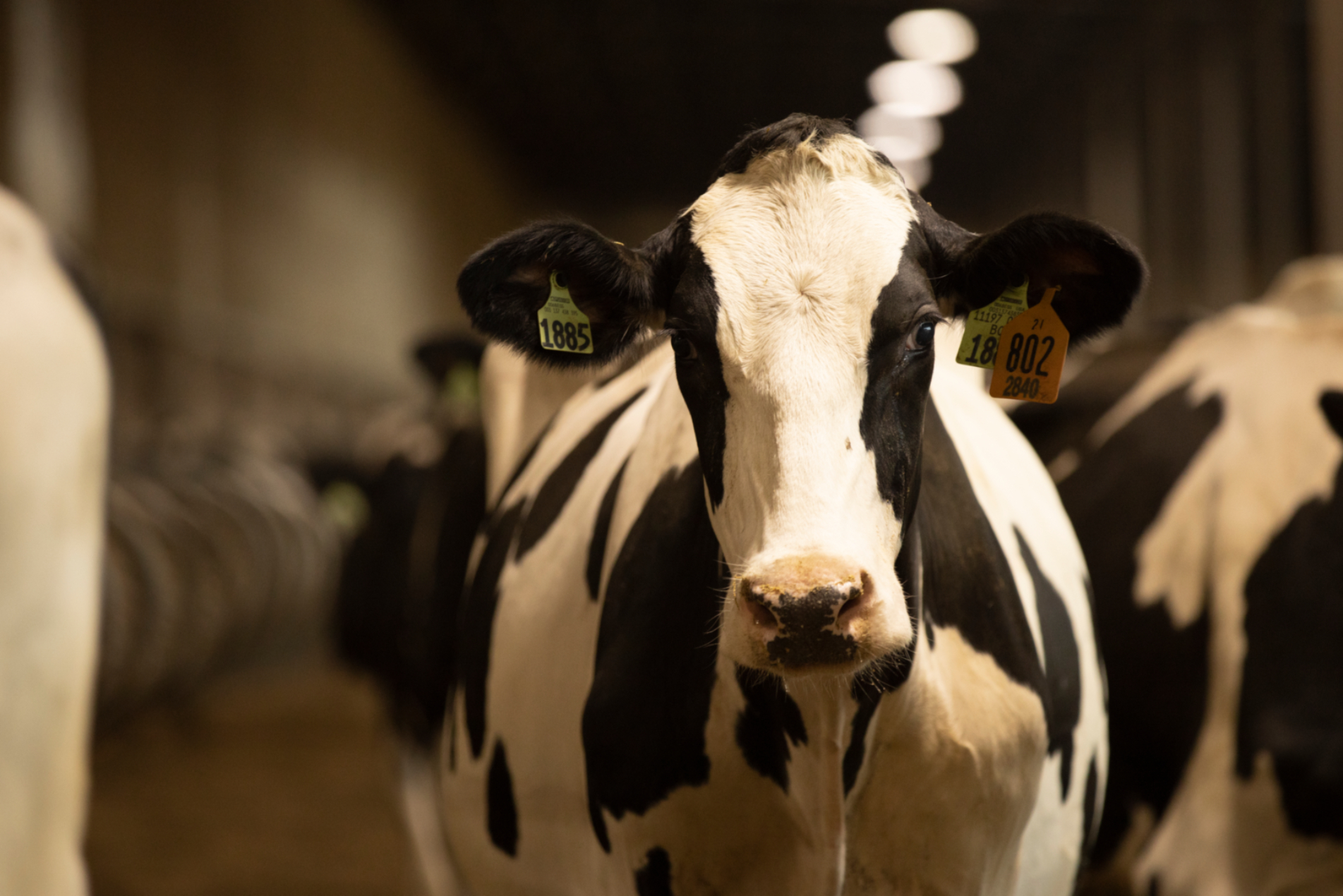 Holstein cow. (Photo courtesy of Boehringer Ingelheim.)