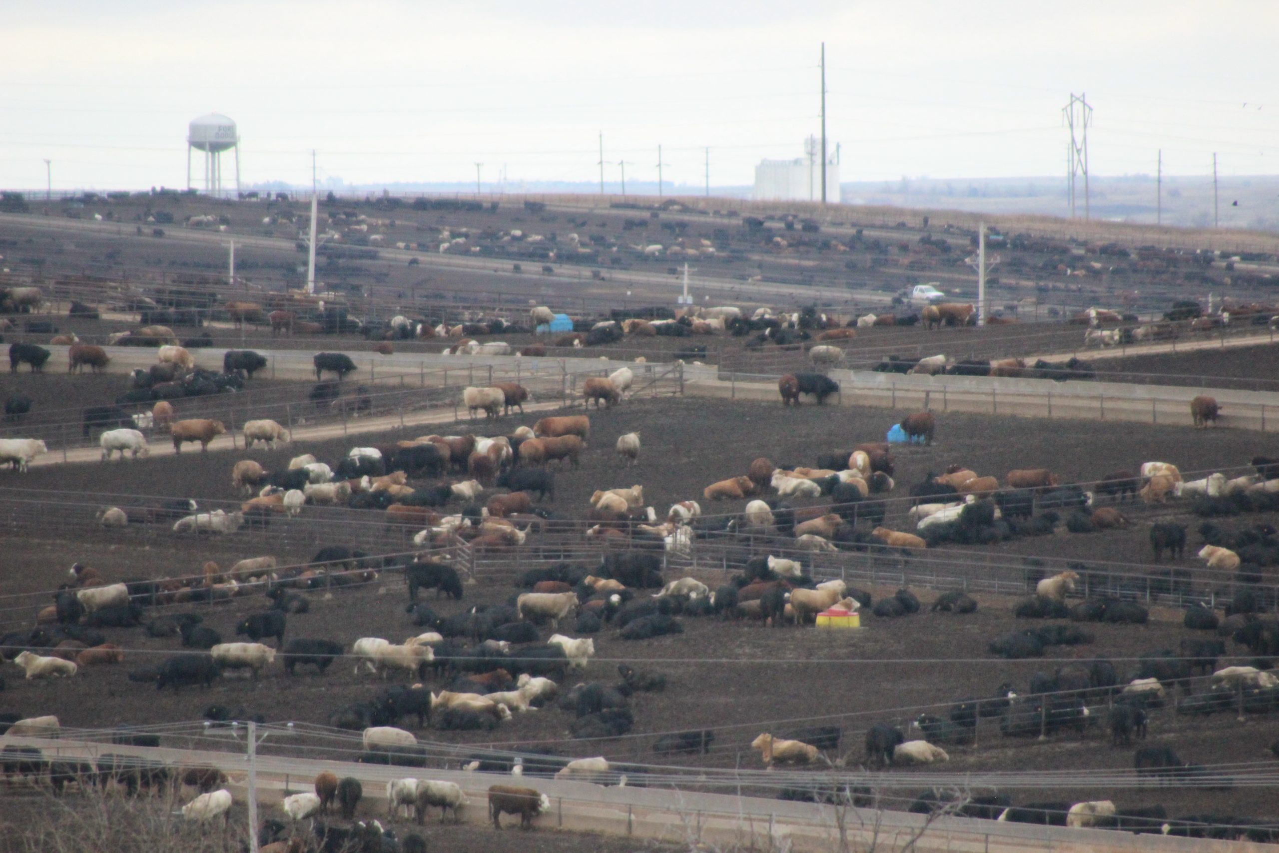 The latest Cattle on Feed report showed an increase in numbers for feedlots with more than 1,000 head. This photo was taken outside of Lariat Feeders LLC of Dodge City, Kansas. (Journal photo by Dave Bergmeier.)