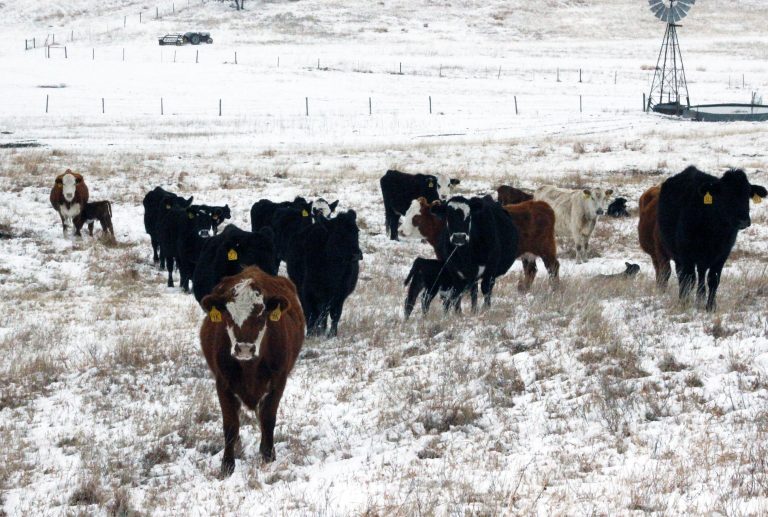 (Photo courtesy of Kansas State University Research and Extension.)