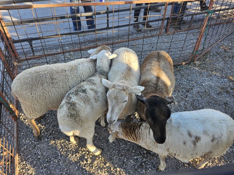 Sheep demonstration in 2023 at the University of Missouri Southwest Research, Extension and Education Center, Mount Vernon. (Photo by David Brown.)
