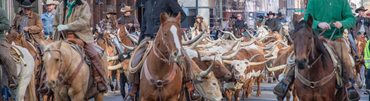 Silverado Ranch Texas longhorn herd at Stock Show Parade. (Courtesy photo.)
