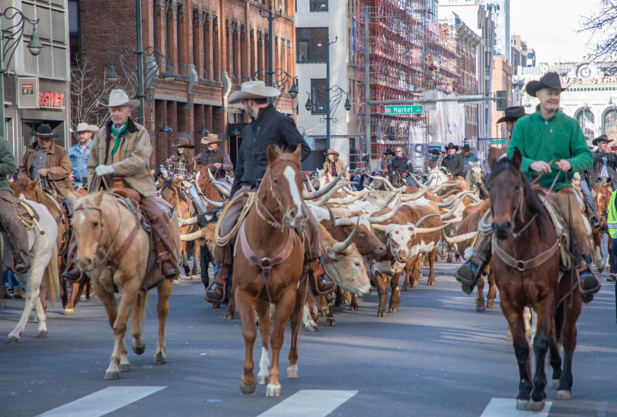 Silverado Ranch Texas longhorn herd at Stock Show Parade. (Courtesy photo.)