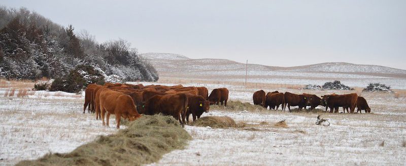 Diamond Bar Ranch, Central Nebraska. (Photo by Natalie Jones.)