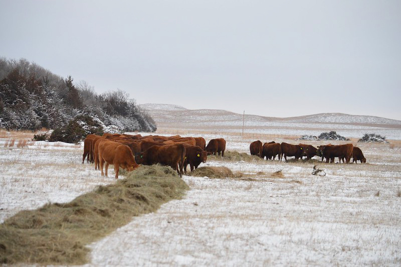 Diamond Bar Ranch, Central Nebraska. (Photo by Natalie Jones.)