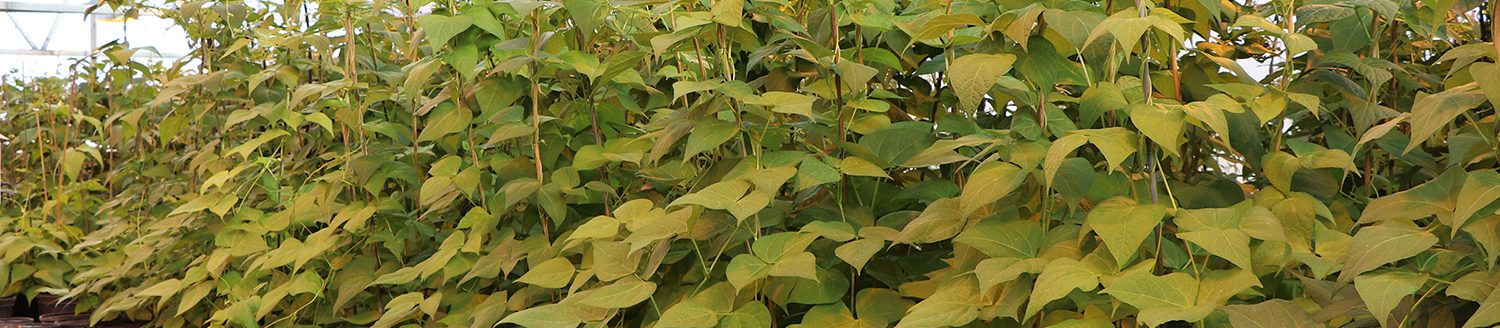 Bean plants grow in the UNL Panhandle Research Extension and Education Center’s Greenhouse. (Photo by Chabella Guzman.)