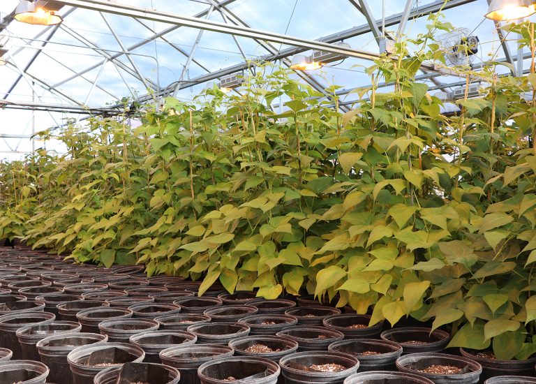 Bean plants grow in the UNL Panhandle Research Extension and Education Center’s Greenhouse. (Photo by Chabella Guzman.)