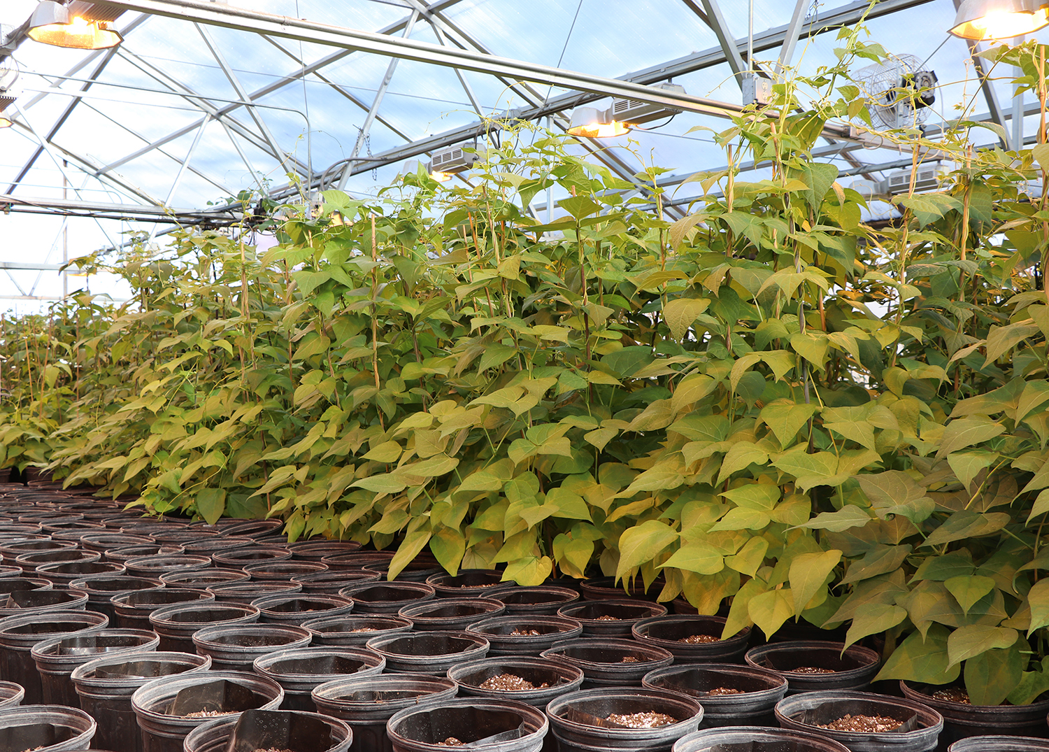Bean plants grow in the UNL Panhandle Research Extension and Education Center’s Greenhouse. (Photo by Chabella Guzman.)