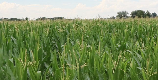 Field of millet in western Nebraska. (Photo by Chabella Guzman.)