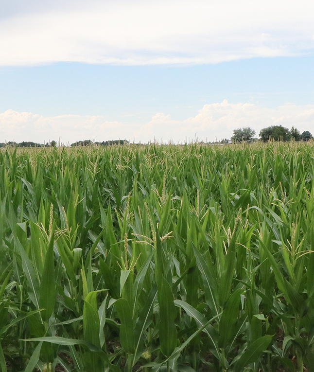 Field of millet in western Nebraska. (Photo by Chabella Guzman.)