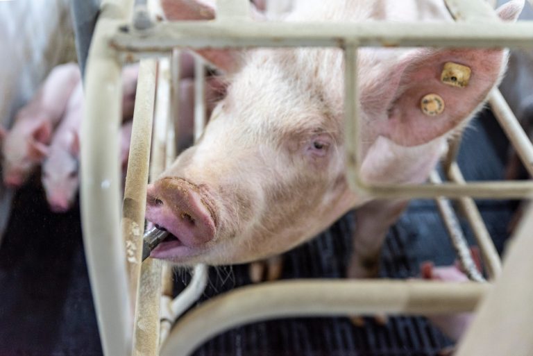 Pigs can get efficient relief by receiving medication through their normal trip to the waterer. (Photo courtesy of Pharmgate Animal Health.)