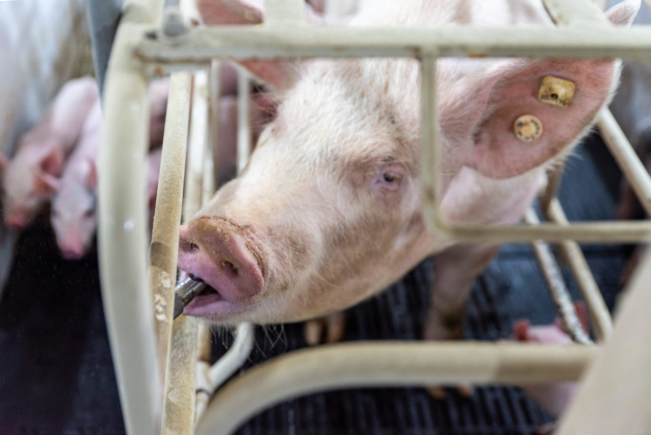 Pigs can get efficient relief by receiving medication through their normal trip to the waterer. (Photo courtesy of Pharmgate Animal Health.)
