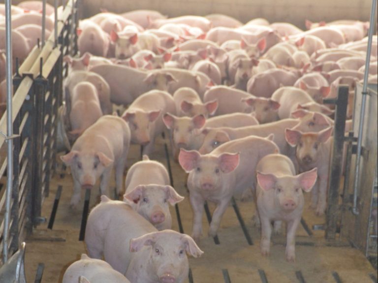 Pigs (Journal photo by Jennifer Carrico)