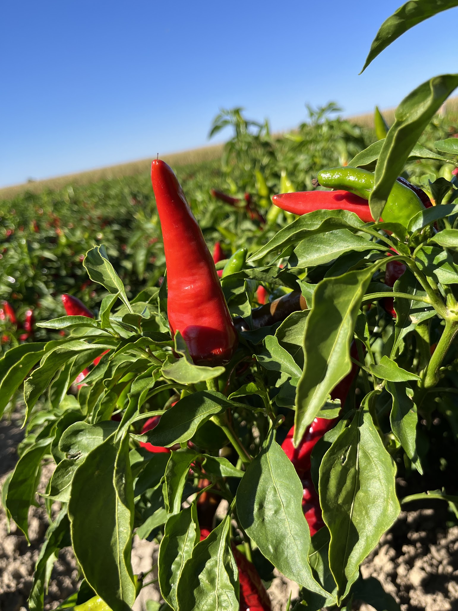 Pueblo chile plant. (Photo by McCall Knecht.)